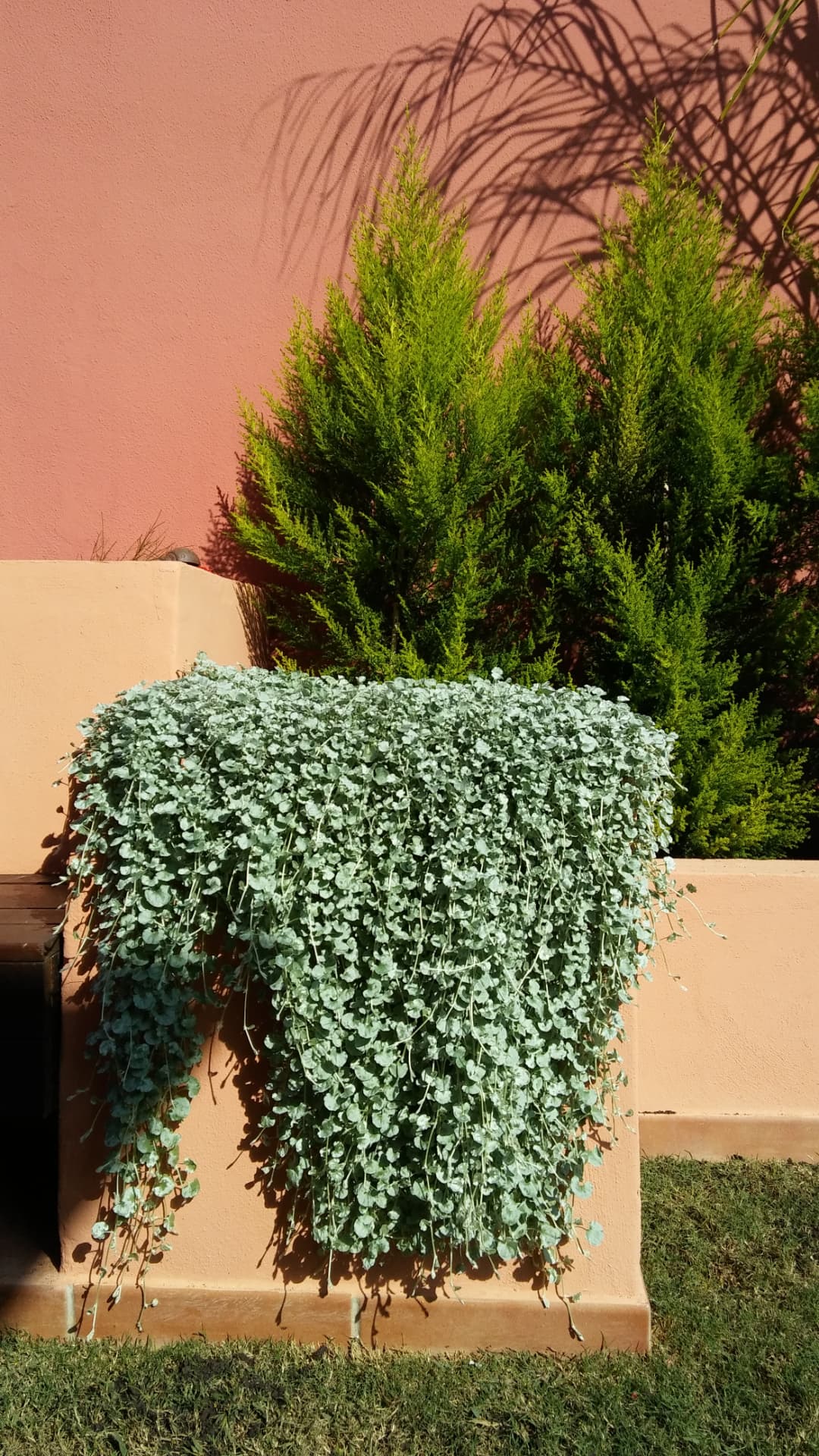 Dichondra en cascada sobre jardinera
