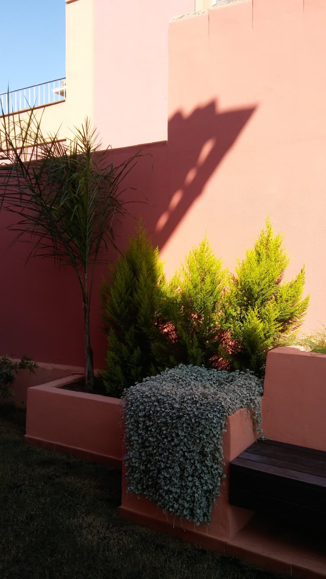 Volumen y sombra: Palmera, coníferas y tapizantes creando profundidad en un patio estrecho.