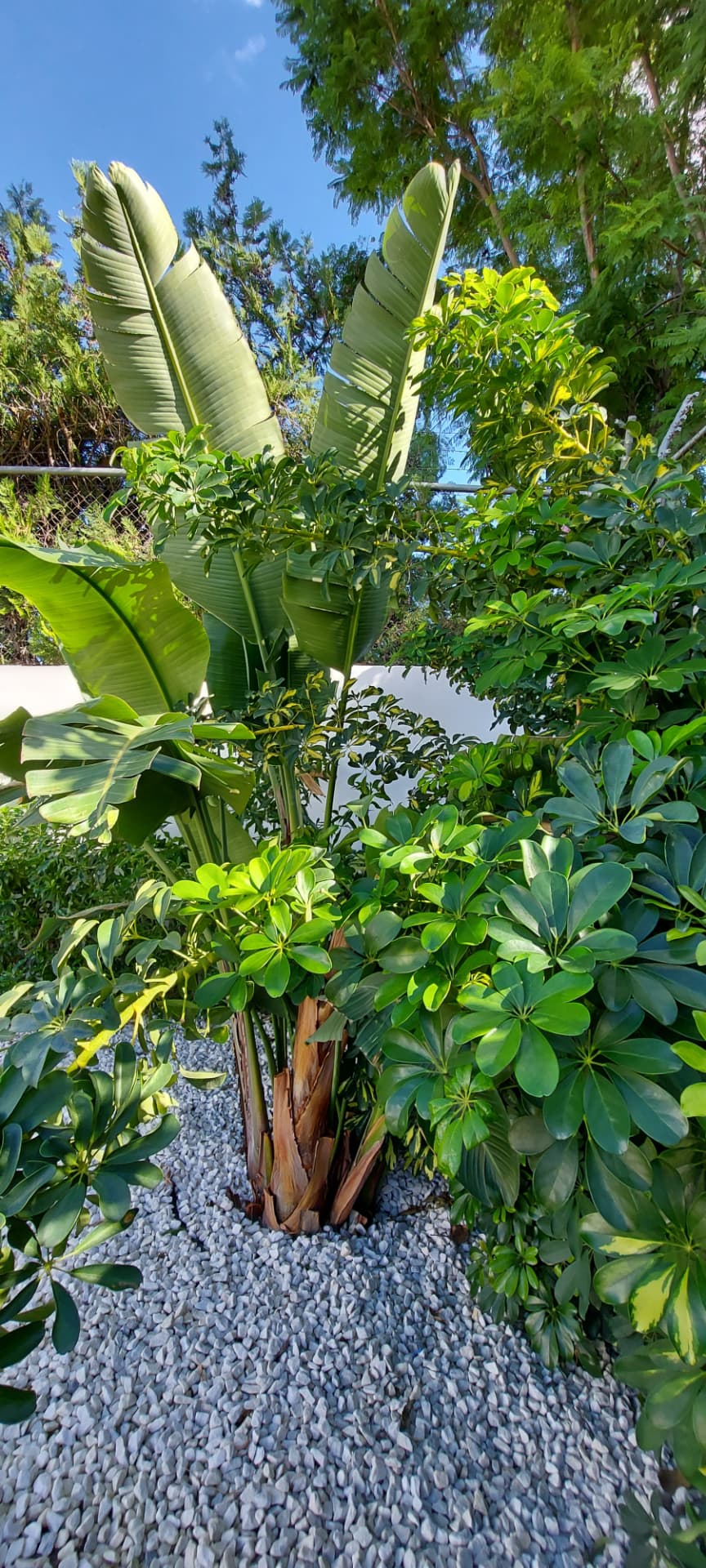 Detalle vegetal: Dichondra argentea cubriendo la esquina de la jardinera de obra.