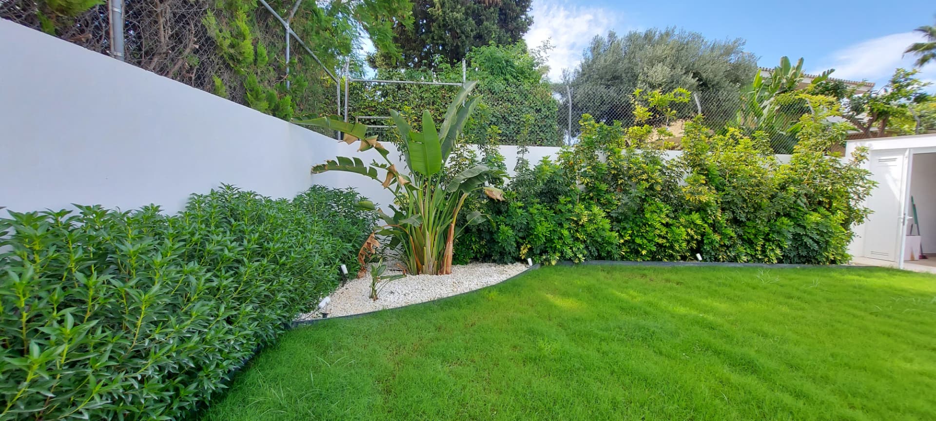 Jardín con césped, seto perimetral y strelitzia en Sevilla