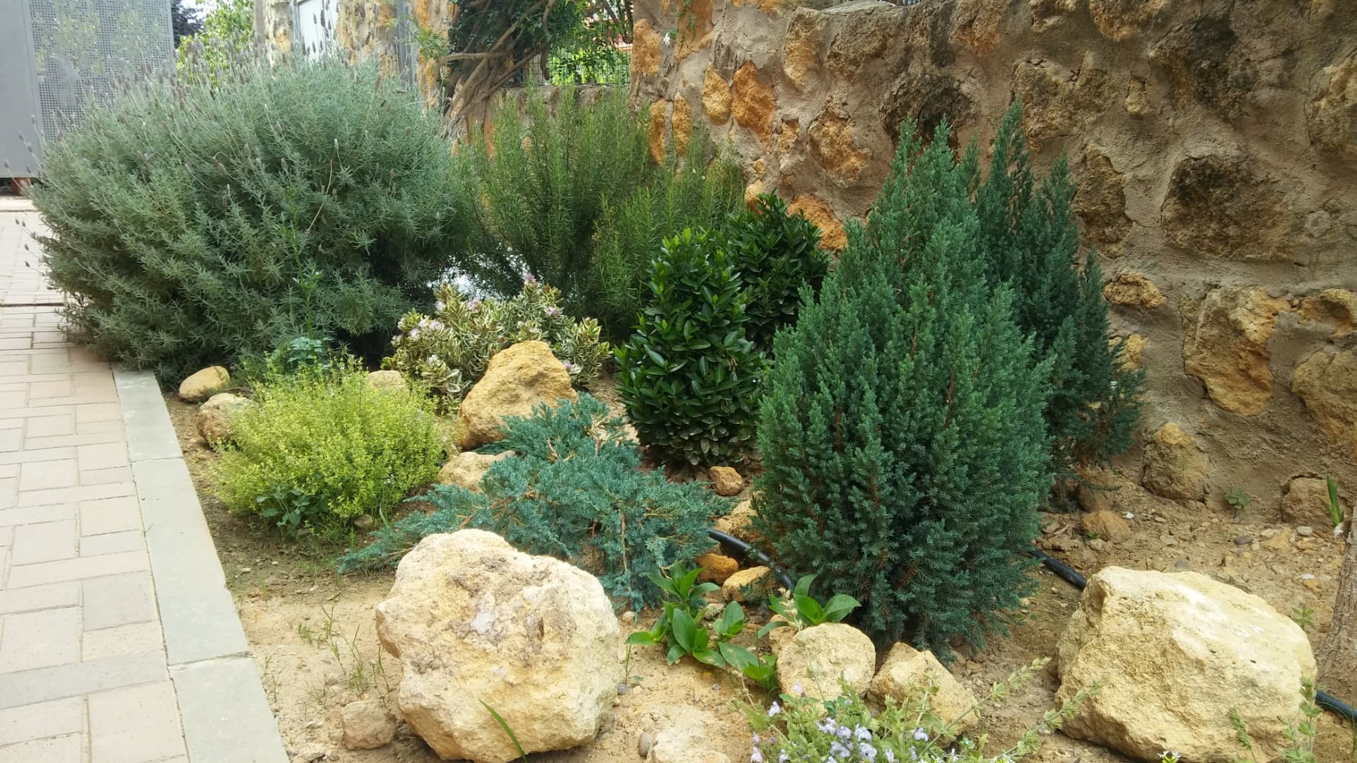 Rocalla con aromáticas y coníferas