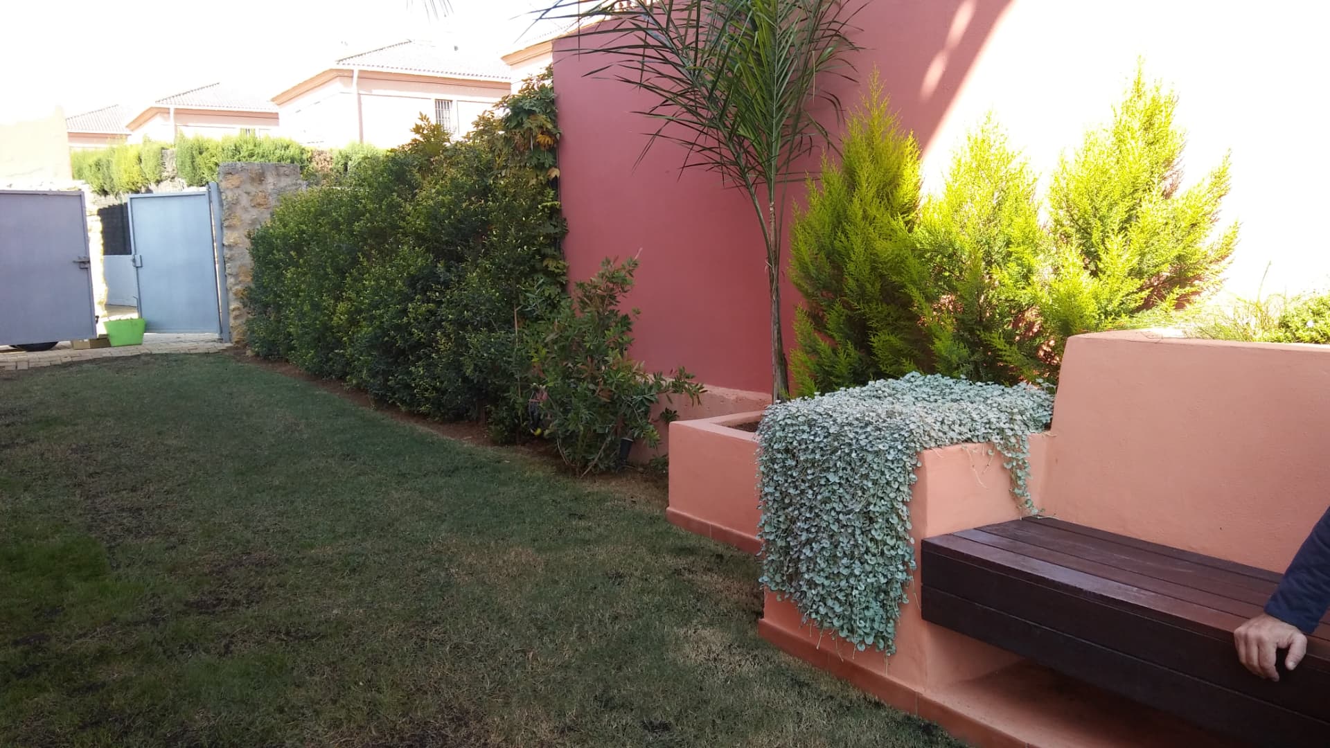 Seto de privacidad y palmera en jardinera