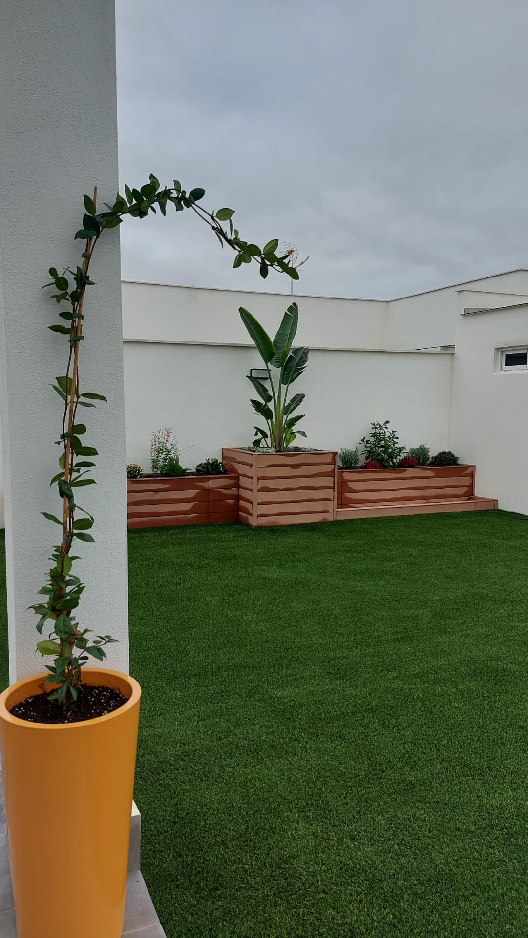 Patio moderno con césped, jazmín trepador en maceta ocre y jardineras con strelitzia