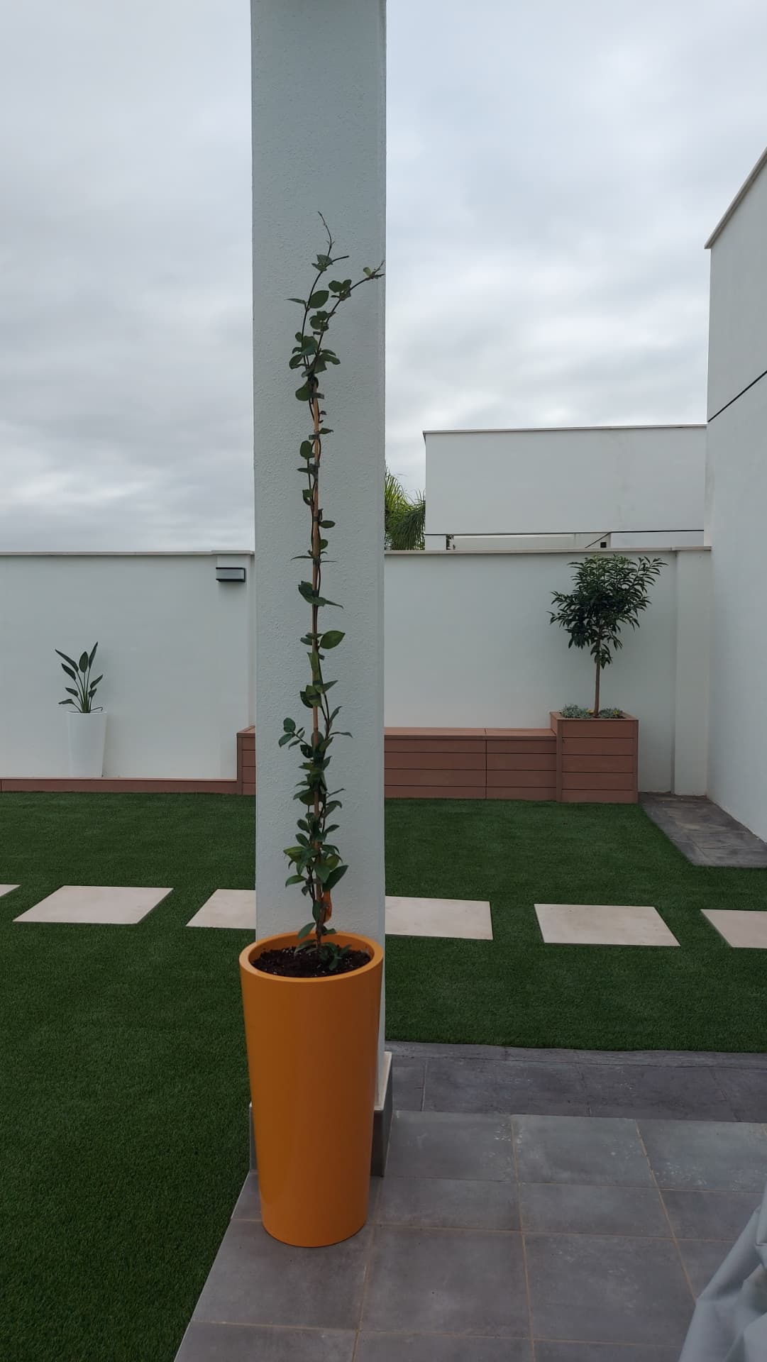 Jazmín trepador guiado sobre un pilar desde una maceta alta de color ocre